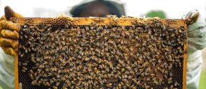 Bees_Honey